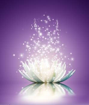 lotus flower on purple background